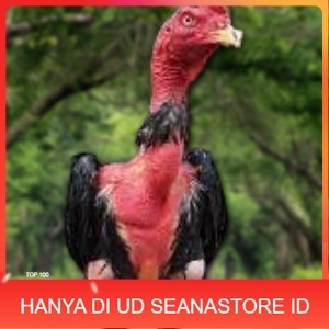 

TELUR RAJA SAIGON FRESH FERTIL UD SEANASTORE ID