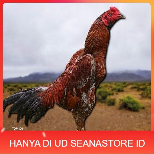 

PAMA NINJA TELUR FRESH PROMO FERTIL berkualitas unggul UD SEANASTORE ID