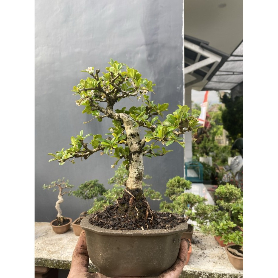 bonsai hokiantea sudah jadi termasuk pot