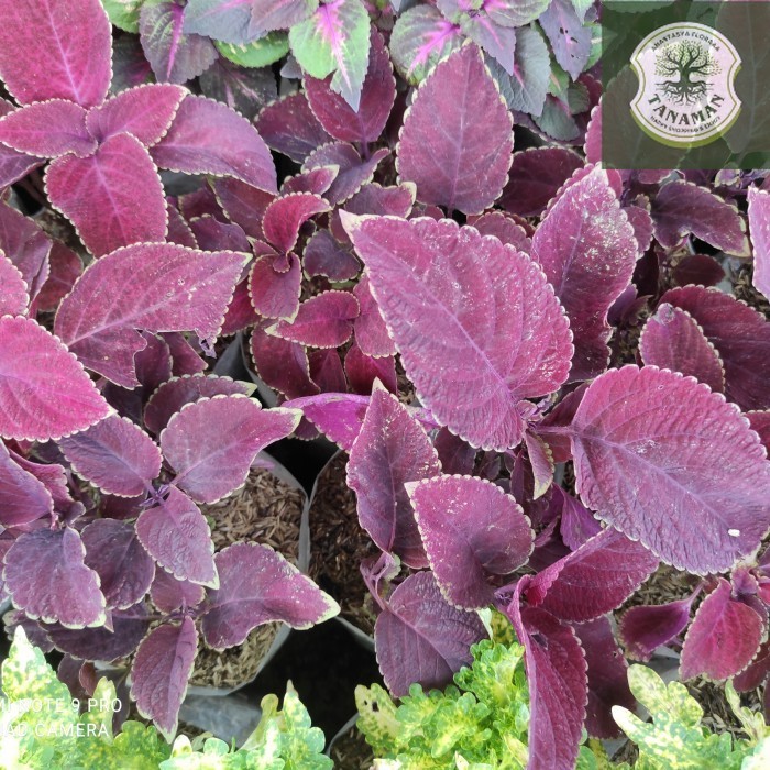 Miana Tanaman Hias Bunga Langka Pohon Coleus Merah Daun Miana Miyana - 9