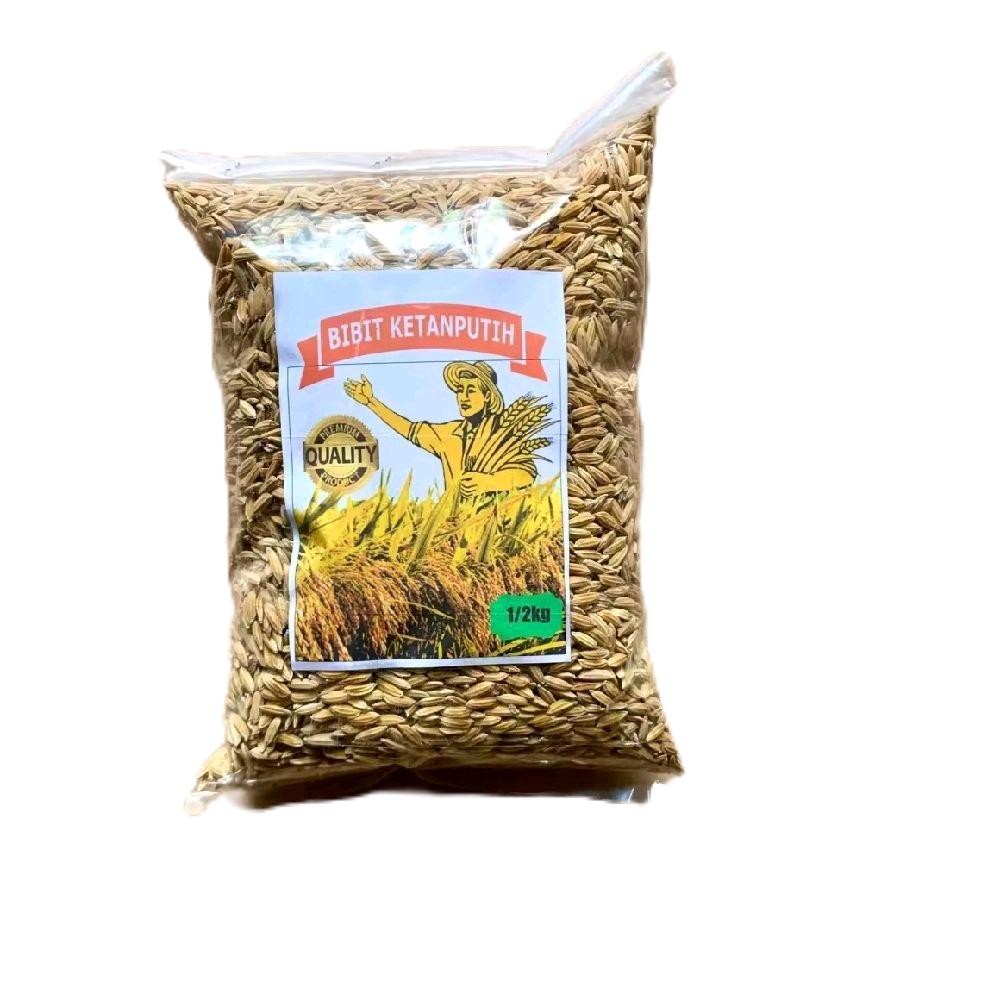 BENIH PADI KETAN PUTIH GRENDEL SUPER JUMBO