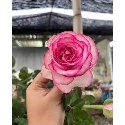 Mawar Import DOLCEVITA tanaman bunga mawar import (dewasa)