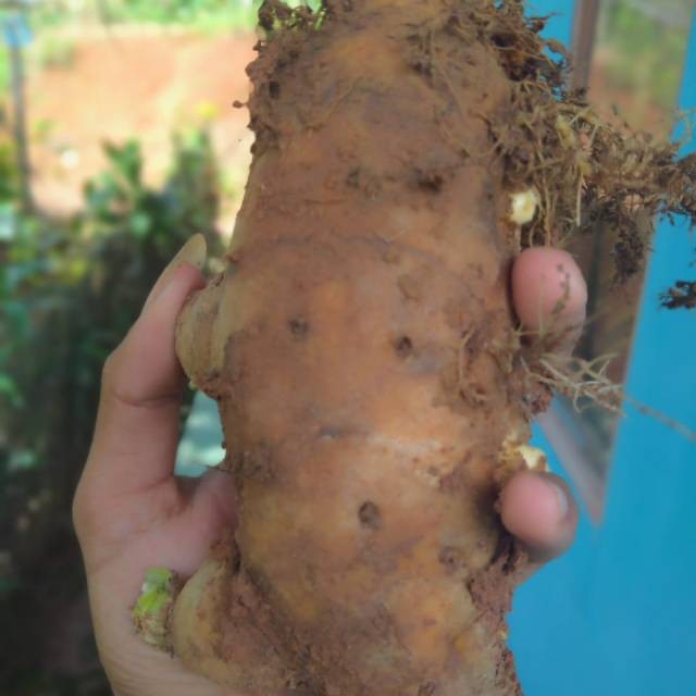 

Gelaskosong11 Temulawak Segar Organik Anti Corona Virus Temu Lawak Fresh Langsung Dari Alam Organic