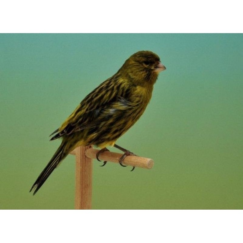 KENARI AFS BAHAN PILIHAN JANTAN