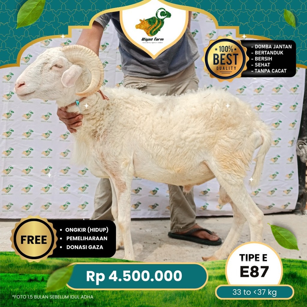 

Domba Qurban, Tipe E - E87 ( 33 sd 37 Kg )