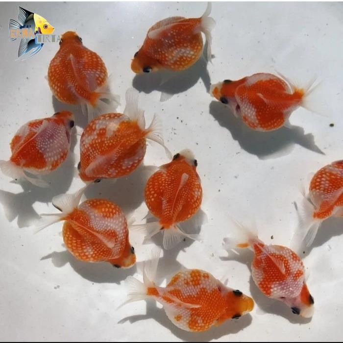 ikan koki mutiara tikus PAKET ISI 3 ekor ikan hias air tawar