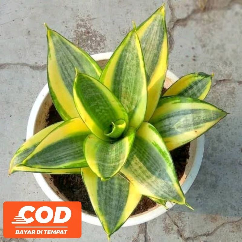 sansivera golden mini