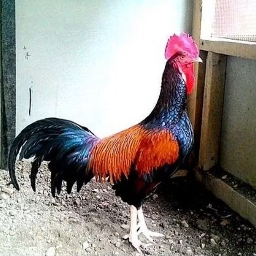 Telur Ayam Hutan Bekisar Master Fertil