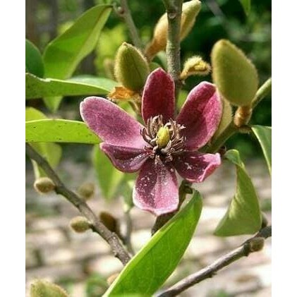 Bibit Tanaman Bunga Cempaka Mulya Ungu Magnolia Figo Purple
