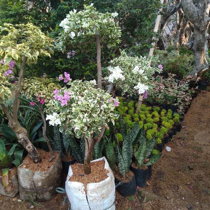 Pohon Bugenfil 3 warna bunga.