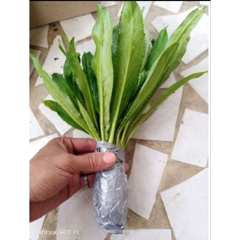 

daun walang sengit plus akar ready stok