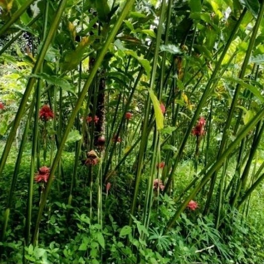 

Sayuran Kecombrang/Bunga Tanaman Honje 300gr