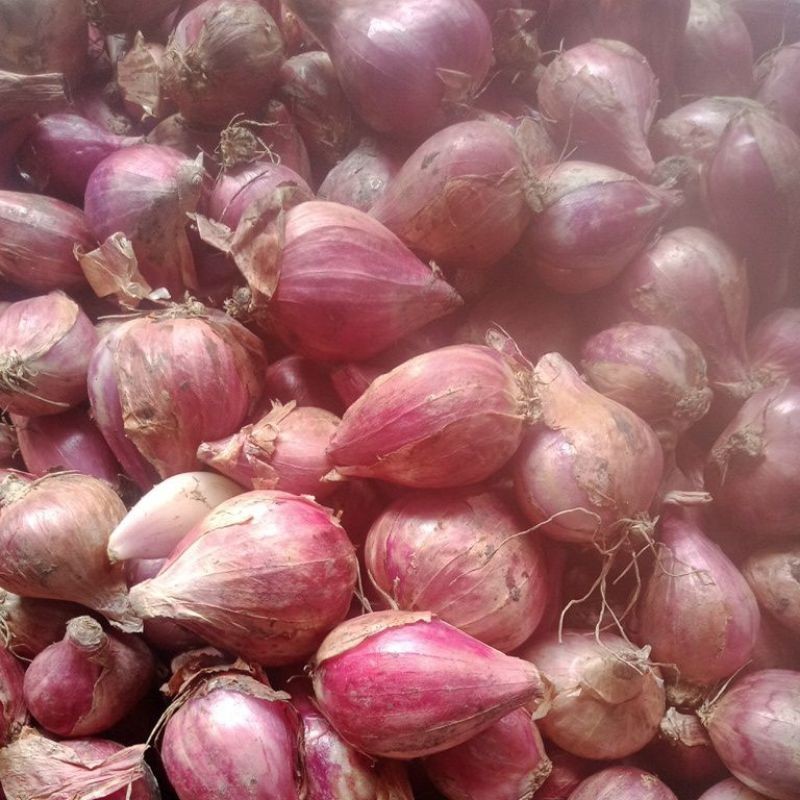 

Bawang Merah Nganjuk 500g Segar Berkualitas