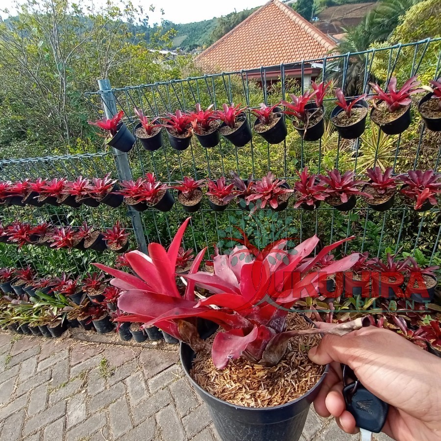 Tanaman Bromelia Lampion - Bromelia Merah - Bromelia Fireball