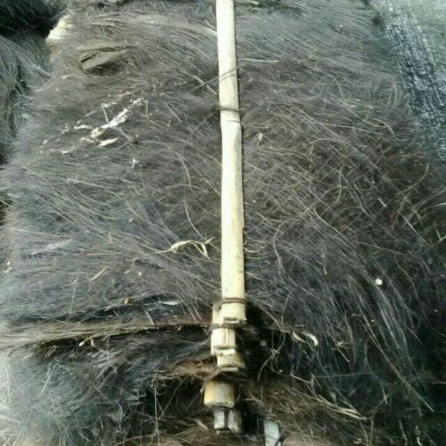 Ijuk kakaban(pengembangbiakan ikan)