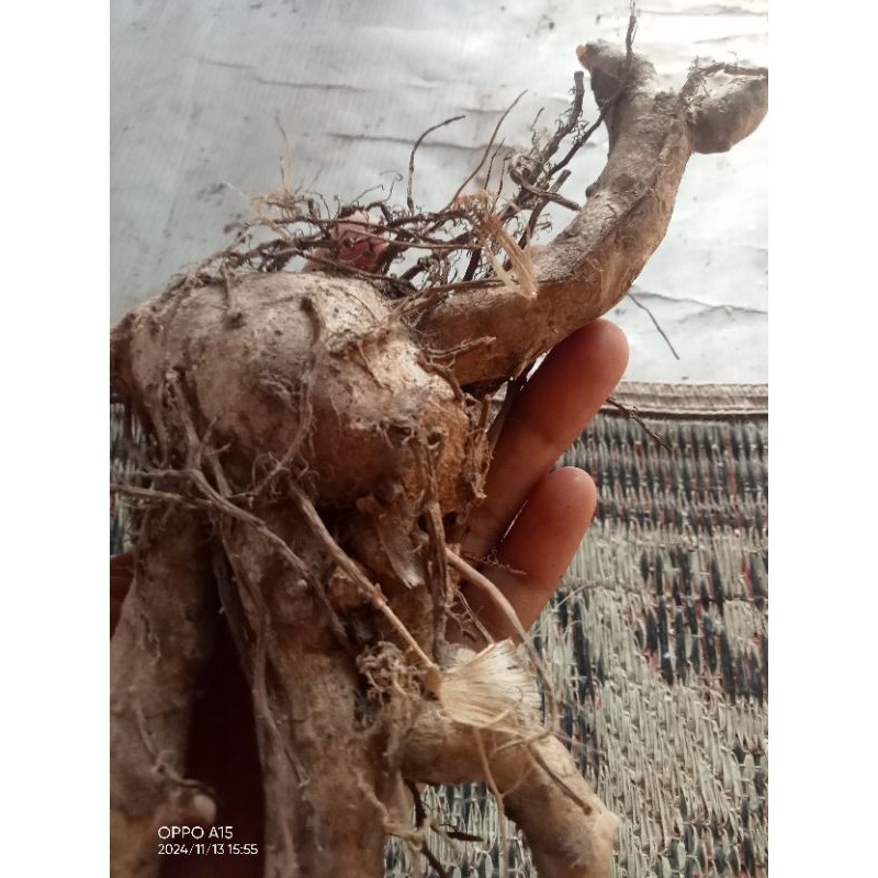 

temu Ireng/temu hitam segar 1kg