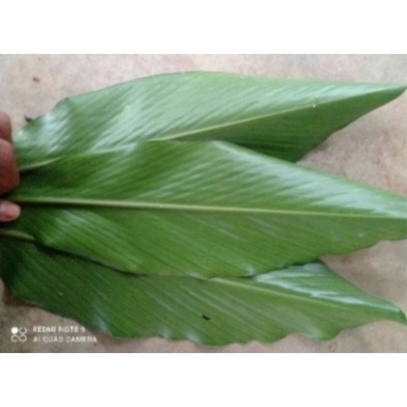 

daun kapulaga segar 250gram organik