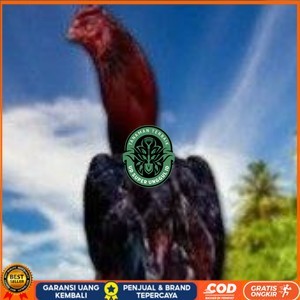 

telur ayam pelucker bangkok untuk di tetaskan UD_SUPER_UNGGUL_ID