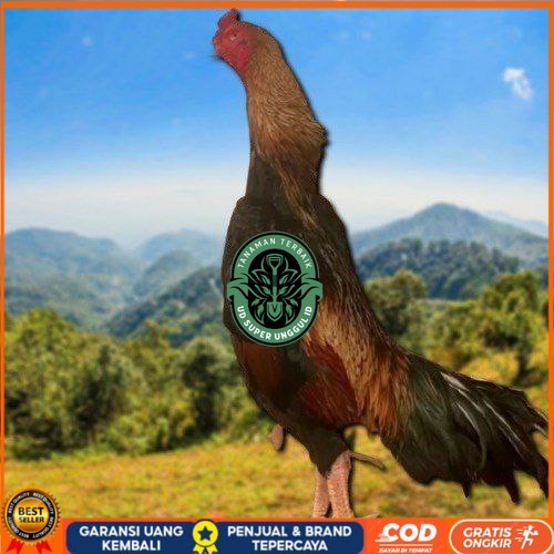 

telur fertil ayam shamo super garansi UD_SUPER_UNGGUL_ID