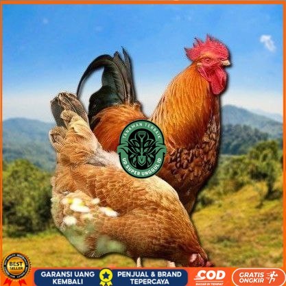 

telur tetas ayam shamo asli UD_SUPER_UNGGUL_ID
