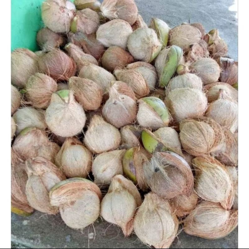 

buah kelapa tua udah di kupas