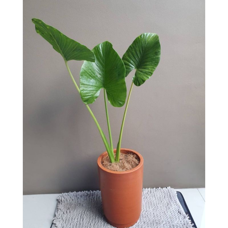 TANAMAN HIAS ALOKASIA ALBA  ALOKASIA GIANT ELEPHANT ALOKASIA SPESIAS JAWA