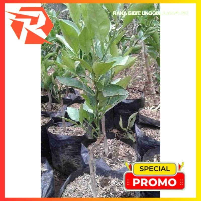 BIBIT JERUK DEKOPON SUPER