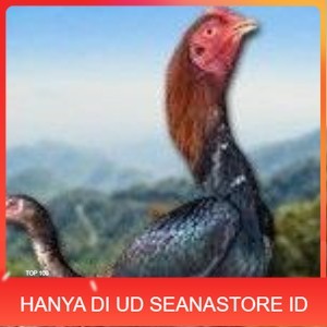 

telur ayam Shamo Eropa Ori (telur fertil) UD SEANASTORE ID