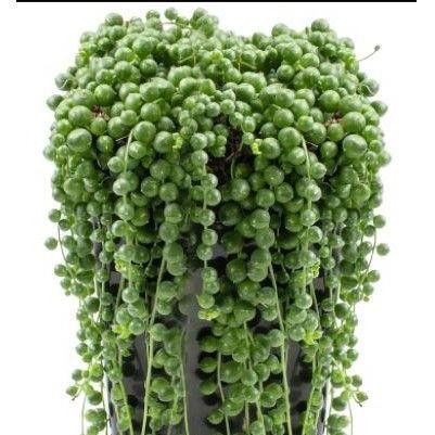 Tanaman Sukulen Tasbih Gantung