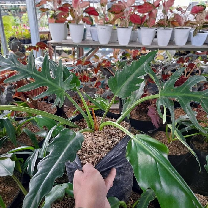 tanaman anthurium keris