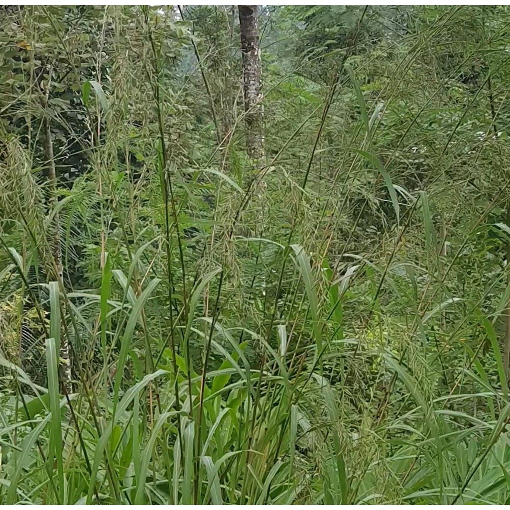 Gelaskosong11 Bunga sereh / kembang serai merah wangi lanang