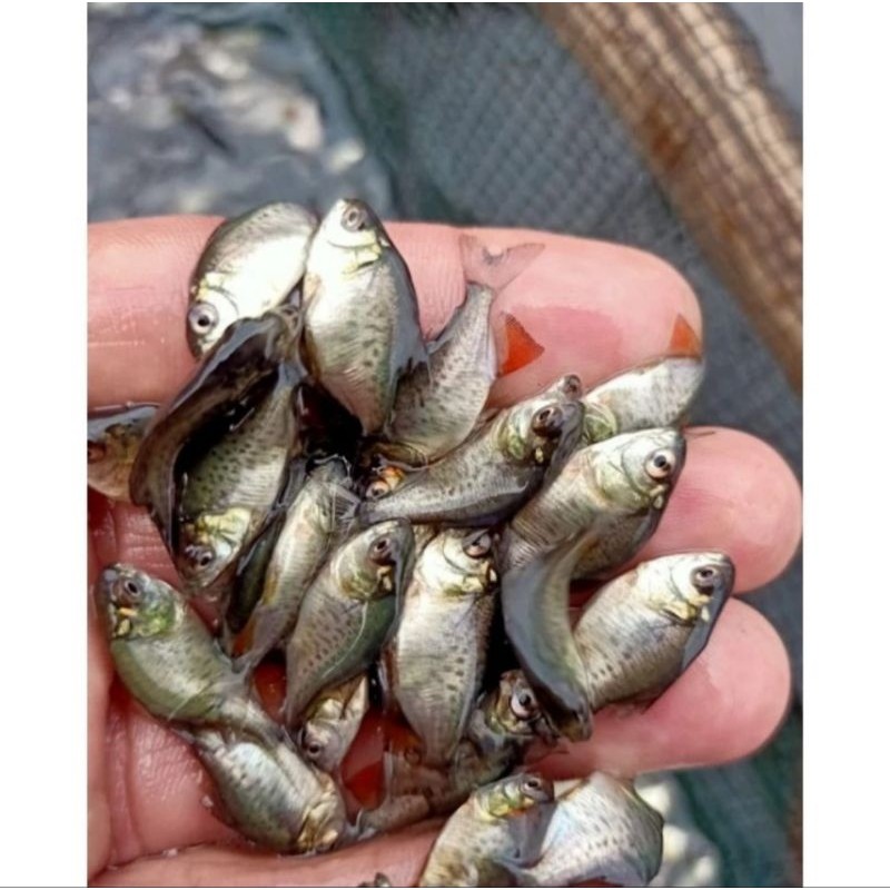 [BONUS PAKAN] Isi 100 Bibit Bawal Ngukuran Nguku