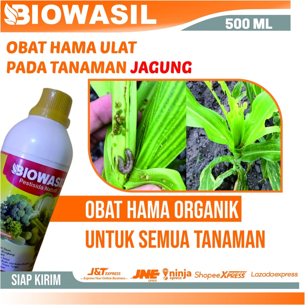 Pestisida Nabati Pembasmi Hama Ulat Pada Buah Jagung Alami - BIOWASIL 500 ML Obat Hama Ulat Grayak, 