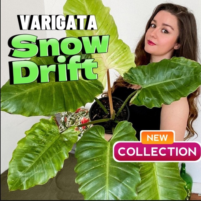 philodendron snowdrift