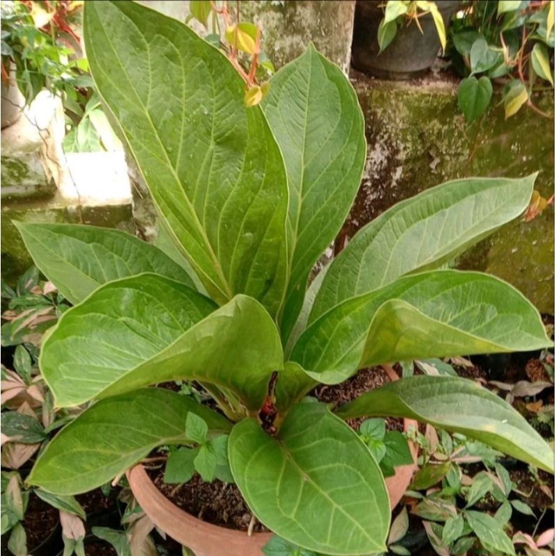 Fresh asli Tanaman Hias Jemani Mangkok super jumbo Segar cantik