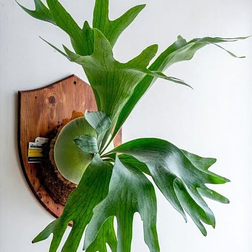 Tanaman Gantung Pakis Kadaka Tanduk Rusa Tanaman Hias Tanduk Rusa