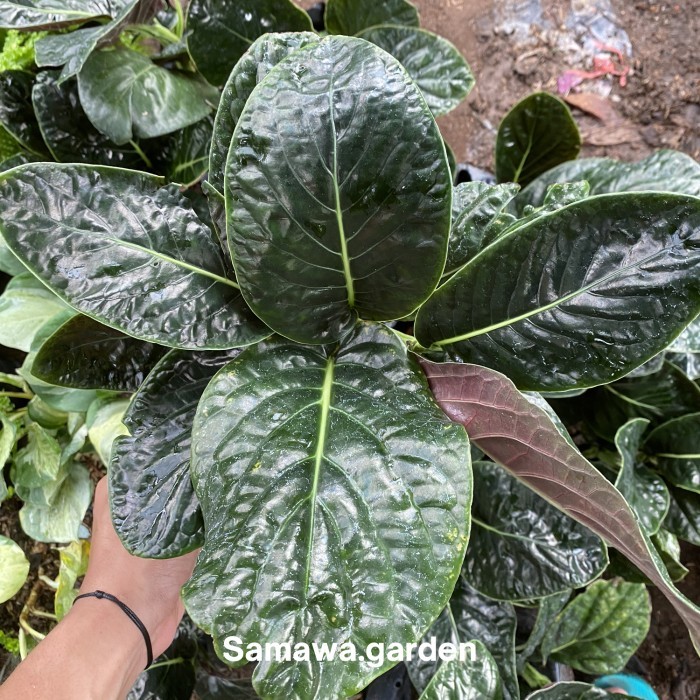 Tanaman hias sirih papua daun tebal