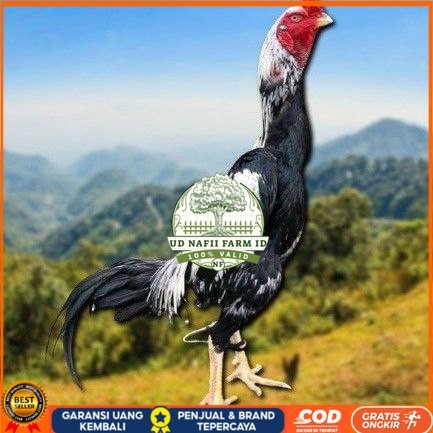 

telur tetas ayam shamo berkualitas unggul UD NAFII FARM ID