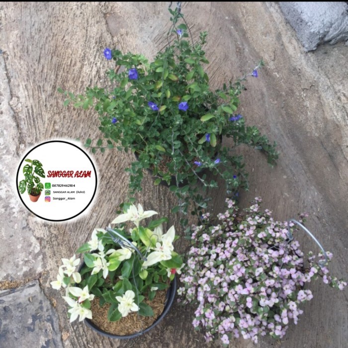 PAKET 3 TANAMAN HIAS POT GANTUNG / TANAMAN HIAS GANTUNG