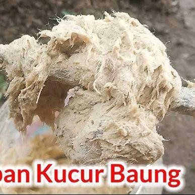UMPAN KUCUR IKAN BAUNG YUZARSEO TV UNTUK MANCING IKAN BAUNG KUCUR PREMIUM UMPAN PANCING IKAN BAUNG