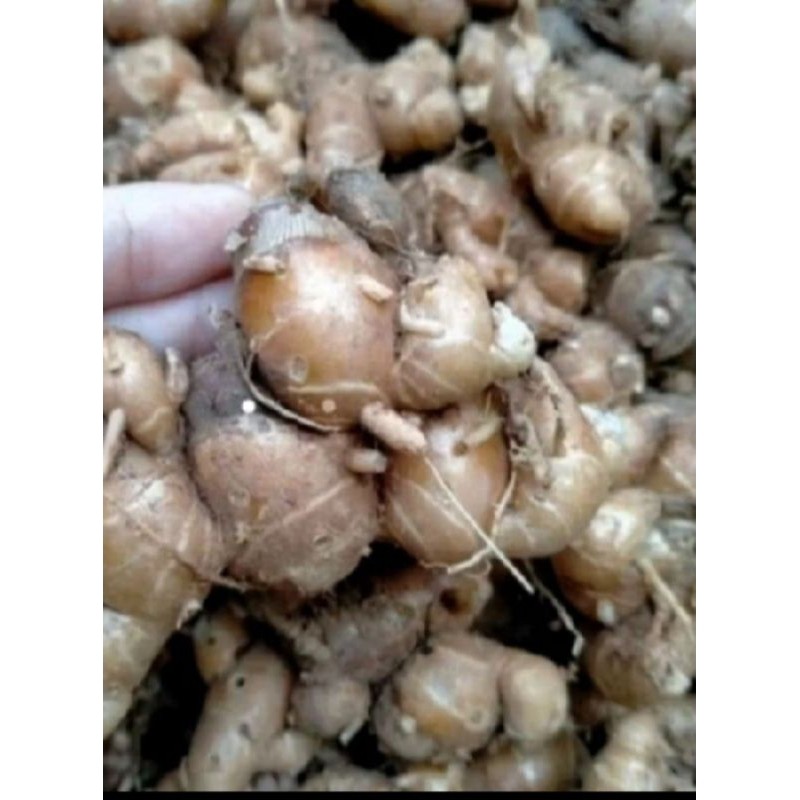 

kencur Jawa fresh segar organik murah aja 1 kg