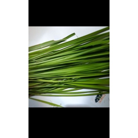 

PROMO Daun Alang-alang fress Per 1 Iket
