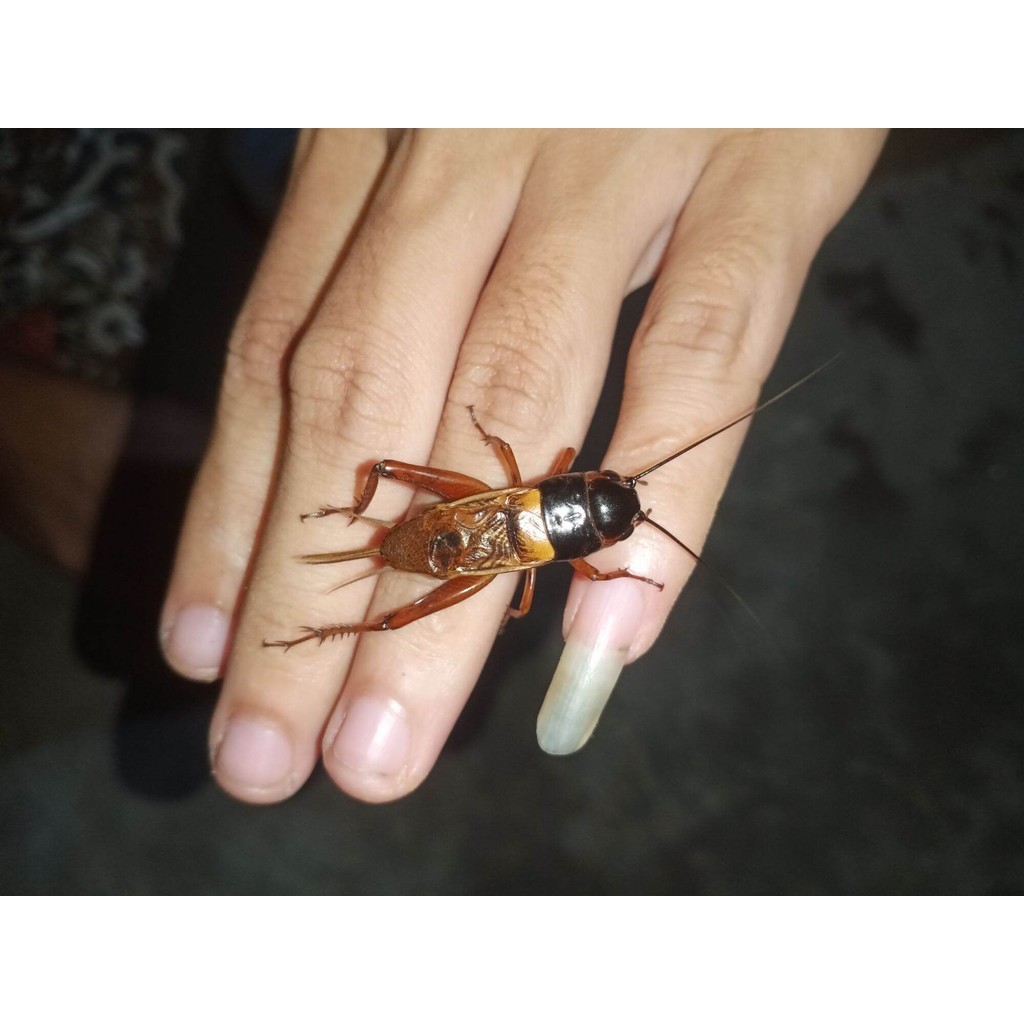jangkrik aduan super jangkrik aduan ukuran jumbo