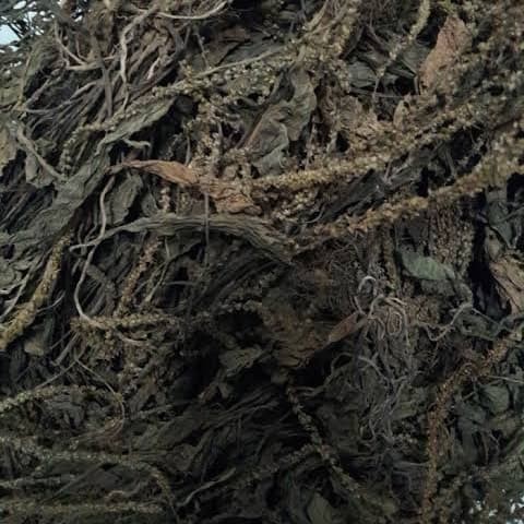 

Daun Sendok Kering (1kg) / Ki Urat Kering