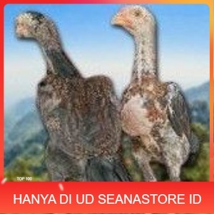 

telur tetas ayam shamo siap di tetaskan super garansi UD SEANASTORE ID