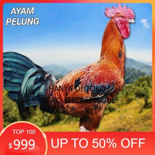 

telur ayam pelung jumbo super bisa untuk di tetaskan fertil agro.bibit.unggul
