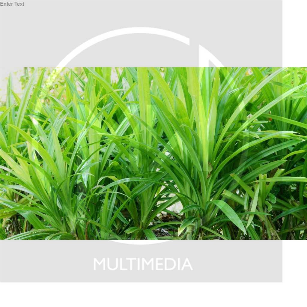 

DAUN PANDAN WANGI DAN SEGAR (1 LEMBAR)