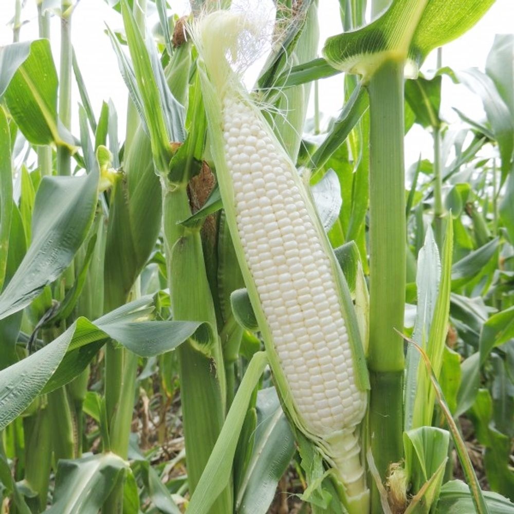 15 biji - Benih Jagung pulut Putih ARUMBA