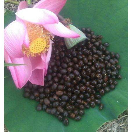 Biji Bunga Teratai Lotus Utpala Nymphaea stellata 10 biji