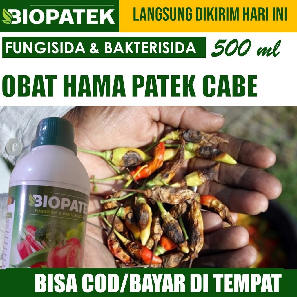 (PUPUK TERBAIK) Obat Semprot Tanaman Cabe BIOPATEK, Atasi Patek, Layu Daun Fusarium, Busuk Akar Cabe